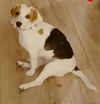 Dog22 Dog22